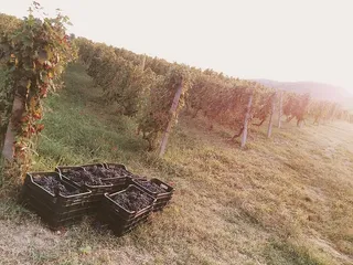 罗马尼亚，valea Nucetuli，葡萄，葡萄藤，秋天，晨光，植物，土地