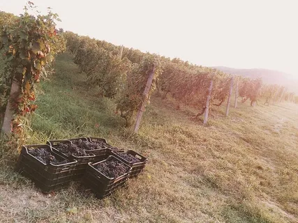 罗马尼亚,valea Nucetuli,葡萄,葡萄藤,秋天,晨光,植物,土地 罗马尼亚,valea Nucetuli,葡萄,葡萄藤,秋天,晨光,植物,土地