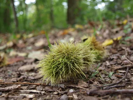栗子，森林，秋天，收集栗子，秋天的水果，刺，水果，秋天的心情