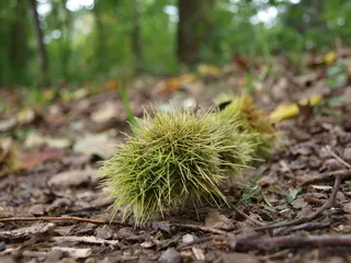 栗子，森林，秋天，收集栗子，秋天的水果，刺，水果，秋天的心情