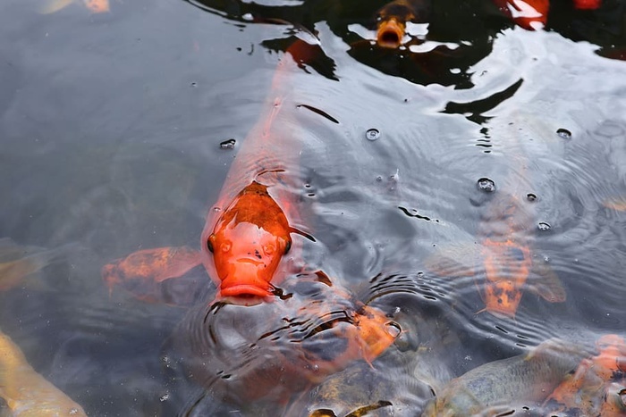 锦鲤，锦鲤池，鱼，池，自然，水，水面，湖泊