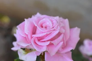 花，玫瑰，自然，开花，开花，f，浪漫，爱