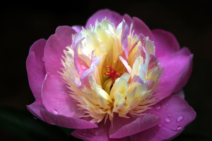 牡丹，花朵，雨水，粉色，春天，自然，花卉，浪漫