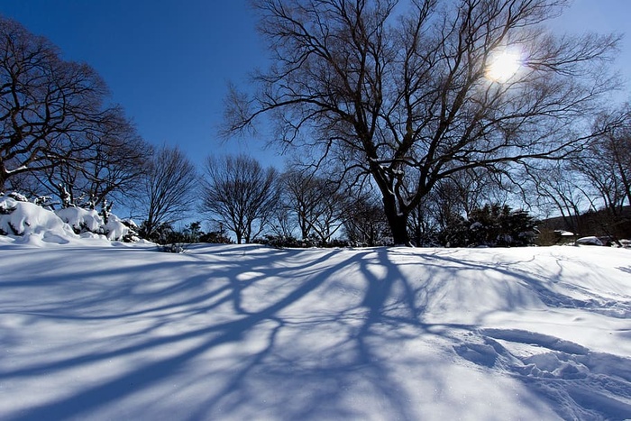 寒冷，雪，木头，风景，寒冷，霜冻，霜冻，冰冻