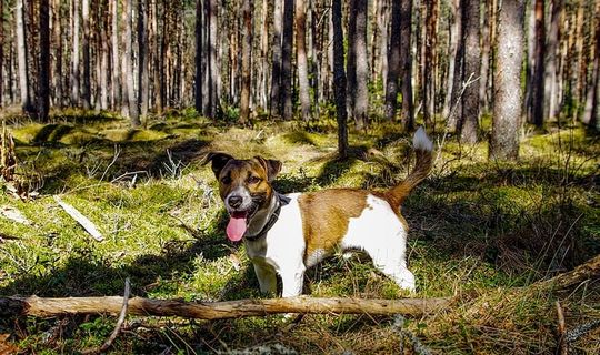 成年棕褐色和白色杰克罗素梗