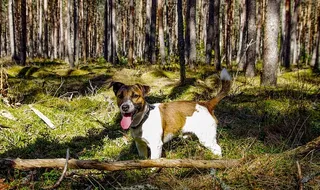 成年棕褐色和白色杰克罗素梗