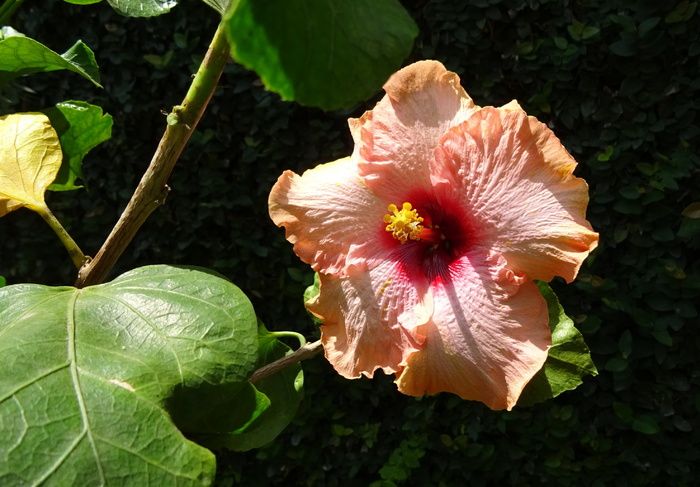 芙蓉、桃、花、蔷薇、月季、植物群、达瓦德、印度