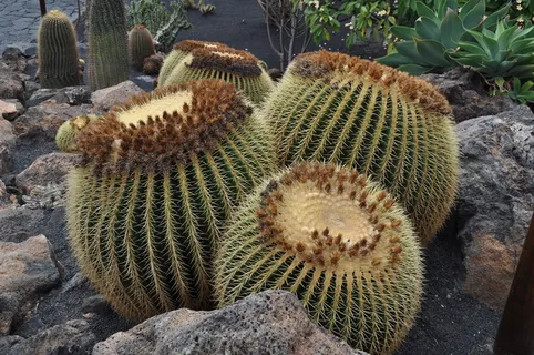 仙人掌科,沙漠,自然,植物,户外,仙人掌,花园,多汁植物 仙人掌科,沙漠,自然,植物,户外,仙人掌,花园,多汁植物