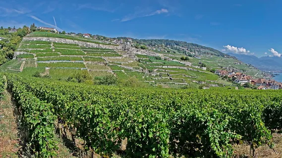 葡萄藤，葡萄园，葡萄酒，葡萄酒红，葡萄藤，日内瓦湖，拉沃，农业