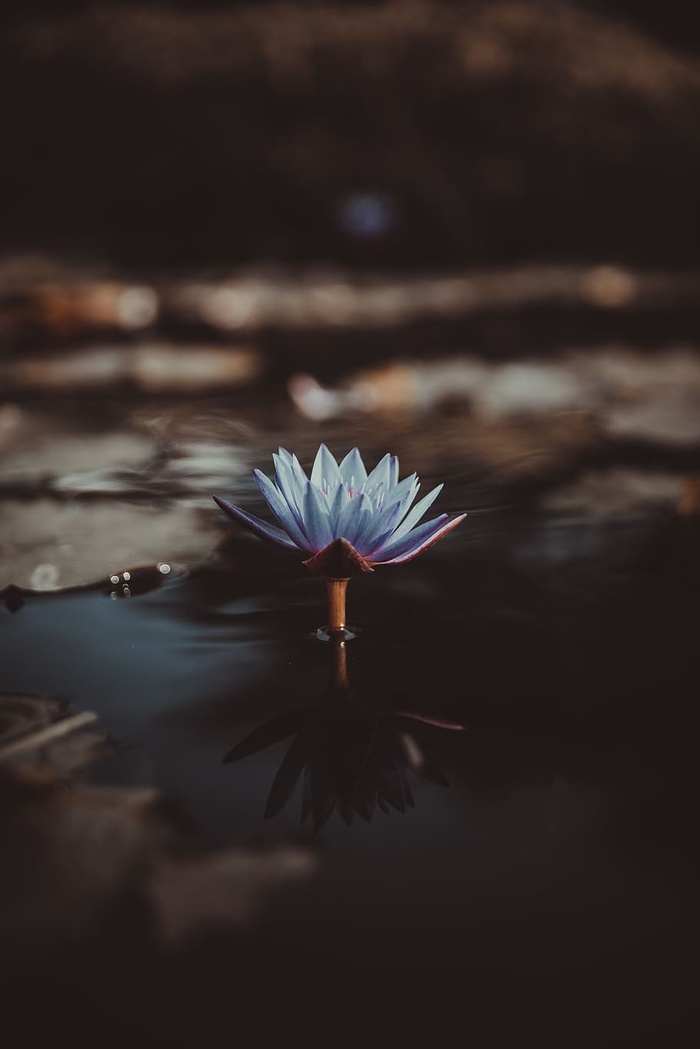 植物，花，睡莲，豆荚，薰衣草，倒影，花瓣，开花