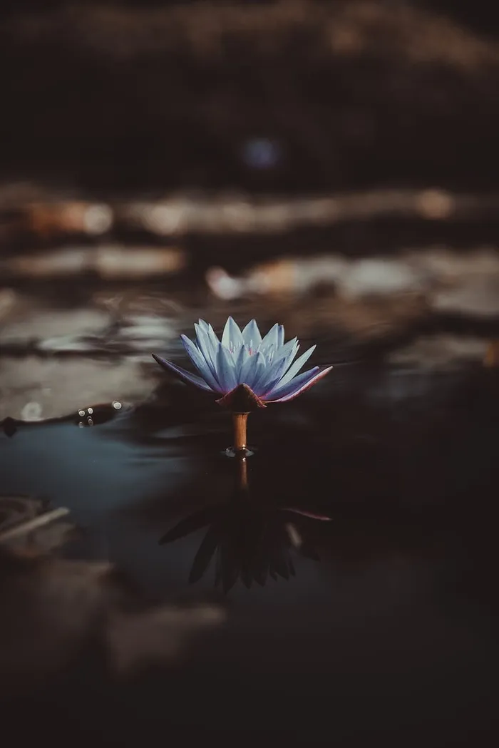 植物，花，睡莲，豆荚，薰衣草，倒影，花瓣，开花