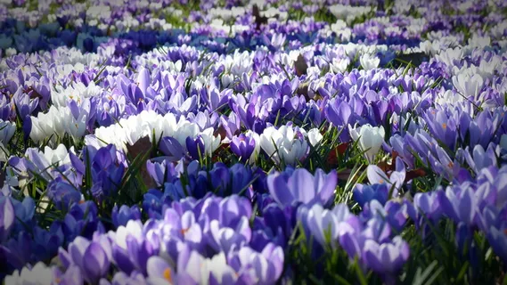 白色,紫色,花坛,番红花,花园,花朵,早早醒来,春天 白色,紫色,花坛,番红花,花园,花朵,早早醒来,春天