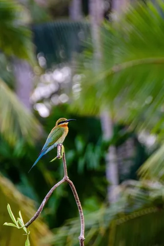 蓝尾蜂食者，蜂食者，鸟类，彩色，野生动物，野生，鸟类，羽毛