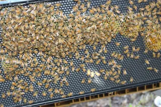 蜜蜂、蜂巢、框架、无人、日期、模式、高角度视图、背景