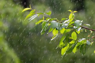 选择性聚焦摄影、绿色、树叶、植物、雨水、天气、降水