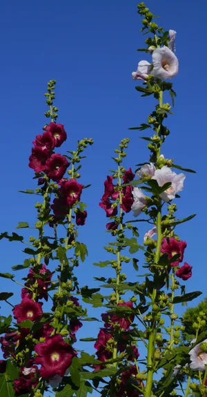 Althaea Rosea、白色、粉色、hana aoi、红紫色、花、芽、叶 Althaea Rosea、白色、粉色、hana aoi、红紫色、花、芽、叶