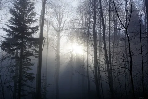 森林、太阳、乌特利贝格、苏黎世、自然、山脉、冬天、雾