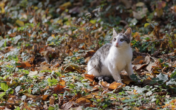 白色和斑猫