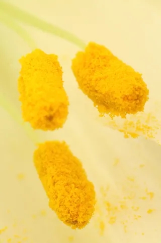 百合, 宏, 植物区系, 花, 雄蕊, 黄色, 花粉, 自然