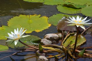水池、荷花、百合、水生植物、花、叶、植物群、湖泊