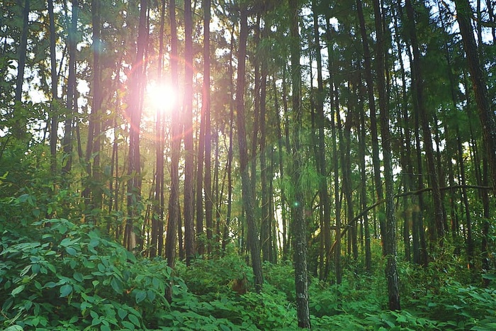 森林，自然，阳光，树木，森林，树木，植物，土地