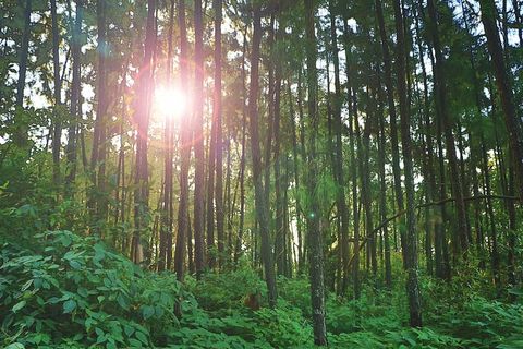 森林，自然，阳光，树木，森林，树木，植物，土地