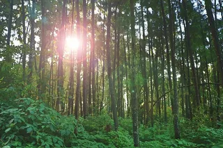 森林，自然，阳光，树木，森林，树木，植物，土地