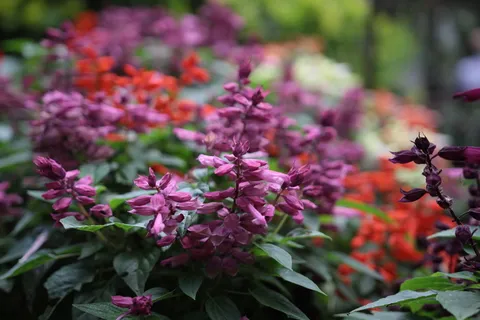 大自然,田野,花朵,花瓣,绽放,绽放,绽放,模糊 大自然,田野,花朵,花瓣,绽放,绽放,绽放,模糊