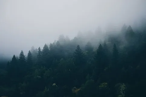 针叶树,冷杉树,雾,雾,森林,朦胧,朦胧,阴暗 针叶树,冷杉树,雾,雾,森林,朦胧,朦胧,阴暗