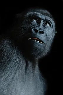 猴子，视图，猿，大猩猩，脸，黑色，思考，恐惧