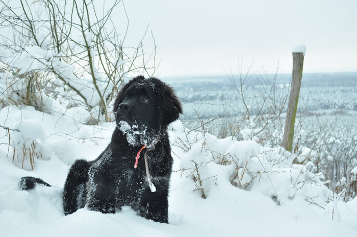 狗，冬天，动物，czworonów，间隔，雪，狗，森林