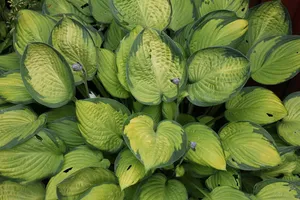 芭蕉百合，玉簪，叶，植物，自然，叶，花园，绿色