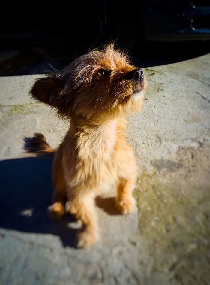 意大利，伊洛莱，狗，品种，小狗，哺乳动物，一种动物，宠物