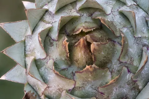 蓟，蔬菜，洋蓟，宏，提示，三角形，自然，尤其是蓟