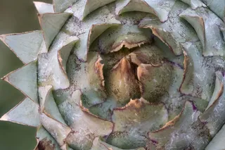 蓟，蔬菜，洋蓟，宏，提示，三角形，自然，尤其是蓟