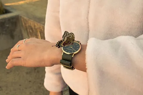 新西兰，惠灵顿，新西兰，猎人赛跑，自然，手表，手表，蝴蝶