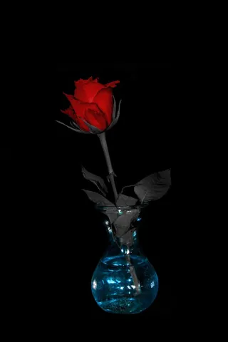 花朵，玫瑰，红色，花朵，花朵，粉色，自然，玫瑰绽放