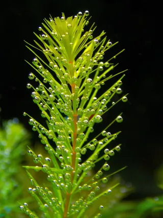 微距摄影，绿色，叶子，水，金鱼藻，水族馆植物，植物，水族馆