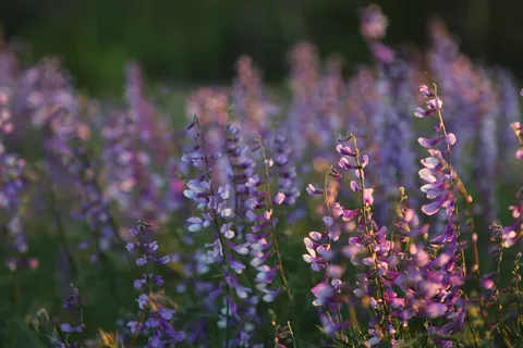 选择性,聚焦摄影,紫色,花瓣花,三叶草,花,自然,开花植物 选择性,聚焦摄影,紫色,花瓣花,三叶草,花,自然,开花植物