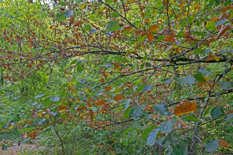 干旱、裂缝、高温、山毛榉、书死、缺水、干旱期、干燥