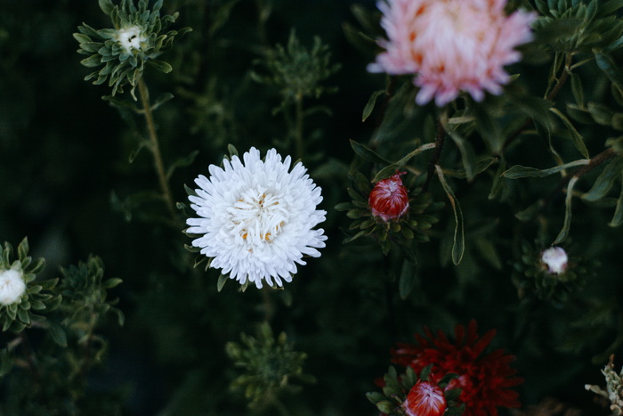 白色和粉色菊花特写摄影