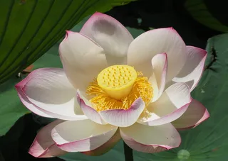 澳大利亚、悉尼、植物园咖啡馆、美丽、平衡、莲花、专注、冥想