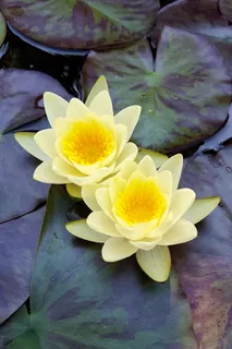 百合,水,池塘,花,水花,植物,睡莲,自然 百合,水,池塘,花,水花,植物,睡莲,自然