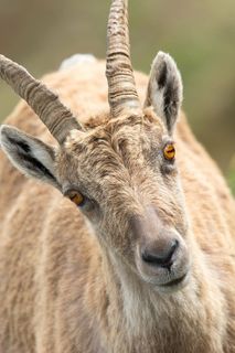 棕色、羚羊、白昼、石山羊、肖像、阿尔卑斯山、布雷根泽瓦尔德、坎尼斯福勒