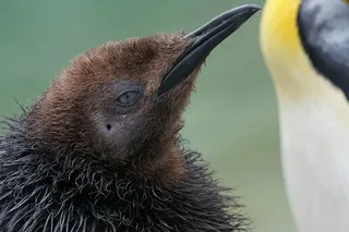 动物，鸟类，陆生脊椎动物，企鹅王，不会飞，幼年，动物主题，动物