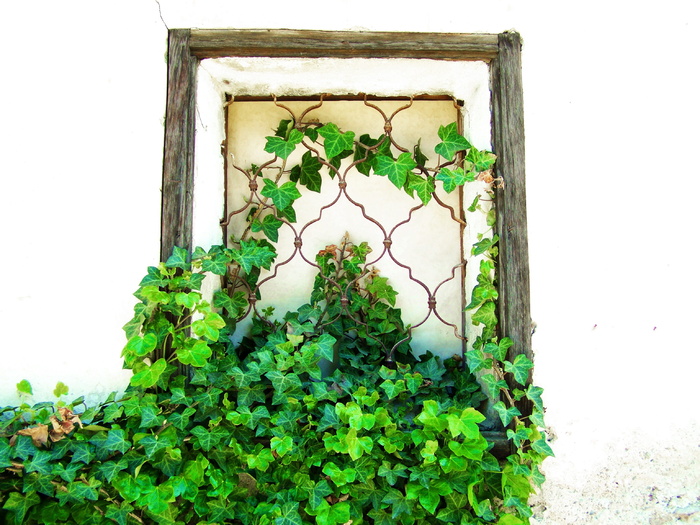 旧，窗，格栅，琥珀色，旧窗，绿色，植物，常春藤