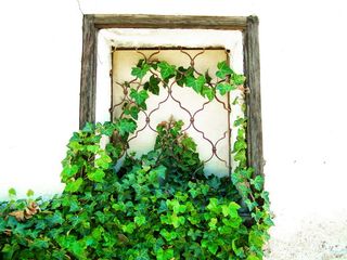 旧，窗，格栅，琥珀色，旧窗，绿色，植物，常春藤