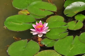 花，睡莲，水生植物，粉红，开花，黄花，水花，叶