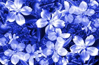 花卉，植物，自然，花卉，花园，花瓣，盛开，蓝色