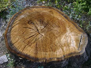 纽特、马德拉、伍德、诺尔、科尔特、科尔塔达、阿尔沃、切割